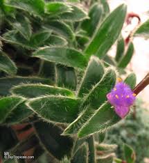 Image result for Cyanotis