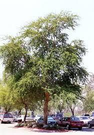 Image result for Acacia xanthophloea