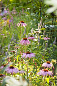 Summertime Flores Plantas Fotos