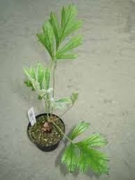 Image result for Pelargonium luridum