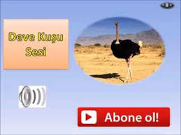 Deve Kusu Sesi Youtube