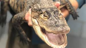 It plays host to several residential properties and therefore serves as a. Chance The Snapper The Chicago Alligator Is Now Living In Florida