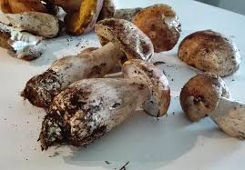 Funghi porcini freschi, una guida utile per sapere come sceglierli, pulirli e conservarli al meglio. Pulizia E Conservazione Dei Funghi Porcini Freschi