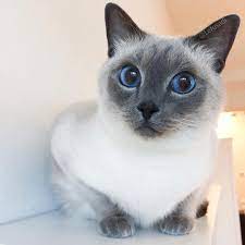 Newest Photo Siamese Cats Blue Point Concepts Siamese Cats Everyone Understands Their General Appearan In 2021 Blue Point Siamese Siamese Cats Siamese Cats Blue Point