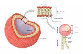 Simple diffusion is carried out by the actions of hydrogen bonds forming between water molecules an / simple diffusion vs. 3 1 The Cell Membrane Anatomy Physiology