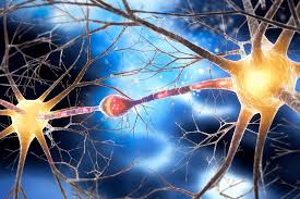 Image result for Neuron