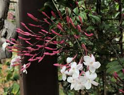 We did not find results for: Four Fragrant Favorites For Northern California Finegardening