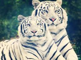 Cartea mindset de la zero debutează cu o poveste reală care subliniază necesitatea unei schimbări. Download Denis Ramniceanu 07 Noi Doi 2016