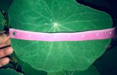 Home depot hours of operation may vary by store, so we've collected them in one convenient location to help you find your. Nasturtium Leaves Getting Too Big
