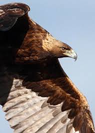 Golden Eagle Eagles Types Of Eagles Golden Eagle