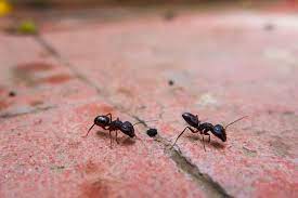 Maybe you would like to learn more about one of these? Reds Ants Vs Black Ants Top Differences And How To Kill Both