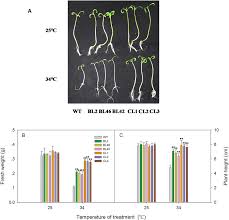 Check spelling or type a new query. Growth Analysis Of Tomato Plants Under High Temperature Stress After Download Scientific Diagram