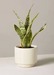 The Best Houseplants To Liven Up Your Space In The Dead Of Winter In 2020 Snake Plant Low Light Plants Plants