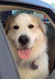 Six years ago today I was privileged to adopt this 7 year old very tired x  breeder. So grateful for her and her two wonderful MT sisters. 🥰 Happy  'Gotcha Day' Seren Grace.