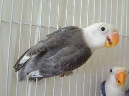 Check spelling or type a new query. Sable Fischer Lovebird Mauve Pet Birds Pretty Birds Beautiful Birds