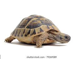 Image result for Hermannia eenii