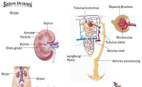 Paling Keren 29 Gambar Nefron Ginjal Glomerulus Adalah Kelompok Saling Terkait Pembuluh Darah Kecil Tipis Yang Menerima Darah Dari Sirkulasi Ginjal Nef Gambar