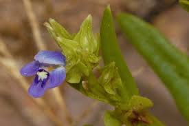 Image result for Crepidorhopalon whytei