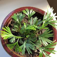 Image result for Actiniopteris