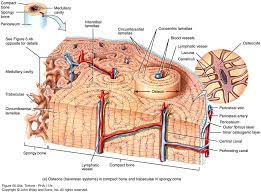 Pin By Asta Logan On Medicine Skeletal System Anatomy Anatomy Bones Anatomy And Physiology