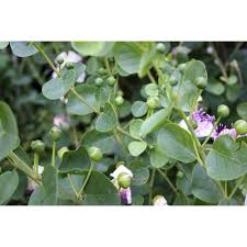 Image result for Capparis fascicularis