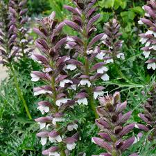 Image result for Acanthus mayaccanus