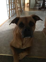 A thief stole my dog and brought him back only when i offered ј20 reward for him. Someone Stole My Dog Album On Imgur