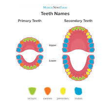 They carve their own paths as they go forward. Teeth Names Diagram Types And Functions