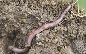 Earthworms Are Your Garden S Friend Learn How To Care For Them Here Organicgardening Organic Gardening Tips Organic Gardening Organic Pesticide