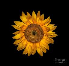 Only the best hd background pictures. Yellow Flower Of Sunflower On Black Background Pyrography By Sergey Lukashin
