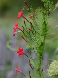 Image result for Ipomoea quamoclit