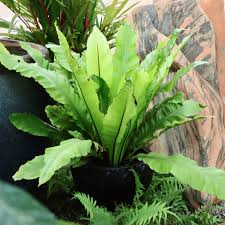 Image result for Asplenium holstii