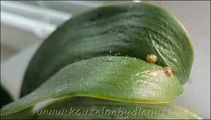 Image result for puklice na pokojových rostlinách obrázek