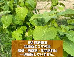 楽天市場 送料無料 無農薬 Em農法 無農薬えごま エゴマの葉 3枚 メール便 荏胡麻 １袋３枚 無農薬 えごま 国産 石川県産 ｅｍ菌 ほんだ農場楽天市場店