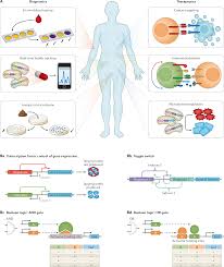We did not find results for: Theranostic Cells Emerging Clinical Applications Of Synthetic Biology Nature Reviews Genetics