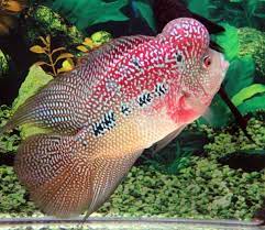 Jika anda berniat memelihara ikan air laut seperti clown fish atau yang sering disebut nemo, botana blue namun ada beberapa ikan air tawar cantik yang bisa anda pelihara kok, mulai dari ikan neon tetra, botia, ikan. Cara Memelihara Ikan Hias Di Akuarium Bibitbunga Com