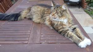 Browse 4,331 maine coon stock photos and images available, or search for maine coon kitten or maine coon walking to find more great stock photos and pictures. Appeal As Exning Maine Coon Cat Shot With Air Gun Bbc News