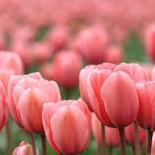 Ma Garland Magarland65 - Profile Pinterest