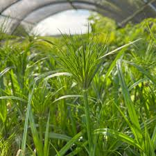 Image result for Cyperus papyrus