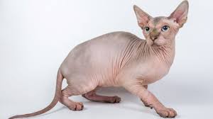 Liebevolle kleine zucht mit 2 canadian sphxnx mädels & einem kater Die Sphynx Katze Ursprung Und Herkunft Charakter Und Wesen Erziehung Und Haltung Kosten Und Preis