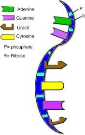 This Pin Shows A Strand Of Rna It Is A Single Strand