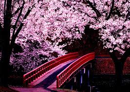 Japan Sakura And Pink Image Japan Pink Images Image