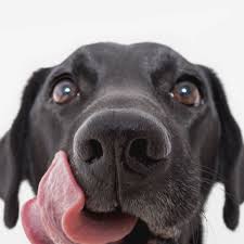 Furthermore, nom nom cooks all their foods in their own specialized kitchens with master chefs using only the finest ingredients. Healthy Natural Fresh Dog Food Recipes Nom Nom