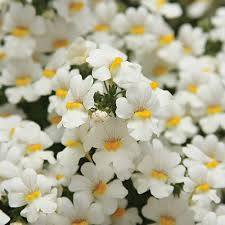 Check spelling or type a new query. Sunsatia Coconut Nemesia Hybrid Proven Winners Coconut Flower Plants African Plants