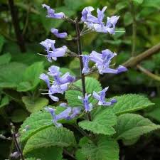 Image result for Plectranthus guruensis