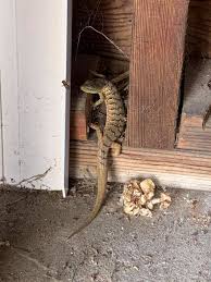 Image result for Laggera elatior