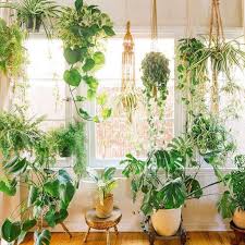 33 Stunning Indoor Decorative Plants To Bring Freshness Atmosphere Trendehouse Room With Plants Hanging Plants Plant Decor