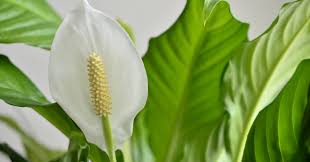 Maybe you would like to learn more about one of these? Perfect Plants For Your Bedroom Sleepyhead
