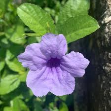 Image result for Launaea violacea