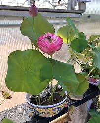 Lotus Paradise Bergen Water Gardens Lotus Paradise Water Garden Indoor Water Garden Landscape Design Small